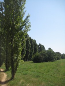 Bosco urbano (3)