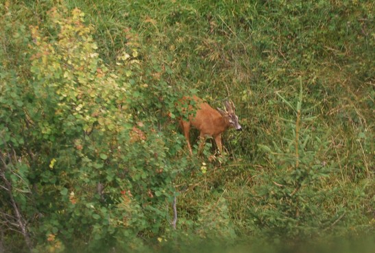 Ortisei Pao (66) copia