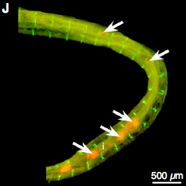 lombrico-plastica-sedimenti-garda