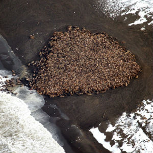 Cambiamento-climatico-la-marcia-dei-35000-trichechi