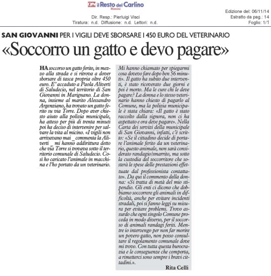soccorso al gatto ferito-1