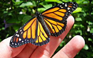 OGM-la-farfalla-monarca-è-sull’orlo-dell’estinzione
