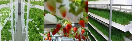 cropbox-shipping-container-farm.jpeg.662x0_q100_crop-scale1-e1425574490943