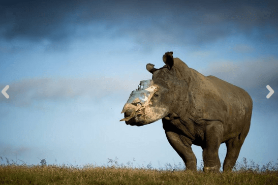 foto Facebook/Saving the survivors