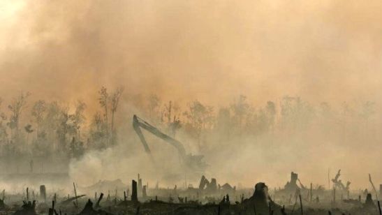 il-pellet-alimenta-la-deforestazione-su-larga-scala-1