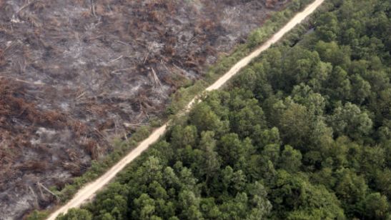 deforestazione-il-90-degli-alberi-viene-da-foreste-naturali-5