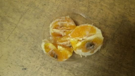 16998727_10210957079015921_1213066116678220654_n